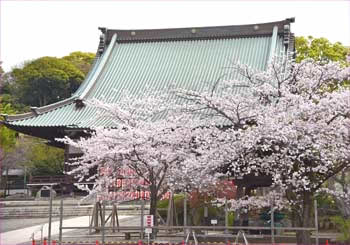 遊行寺の桜