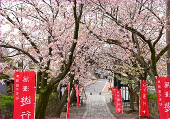 八重桜