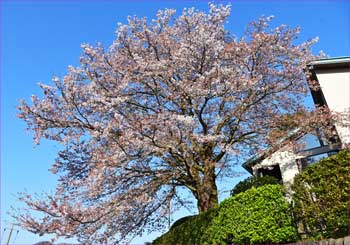 相模湖の桜