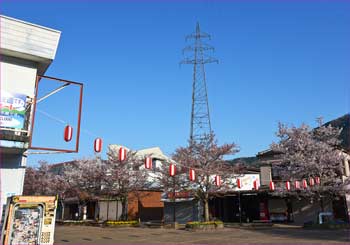 相模湖桜まつり