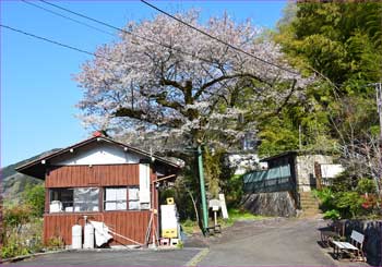 一本桜