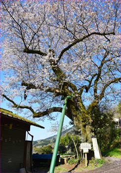 千木良の桜