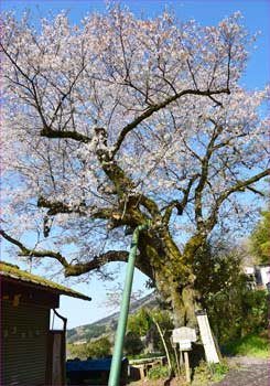 一本桜