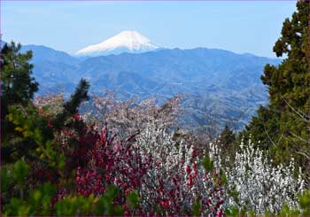 城山の富士