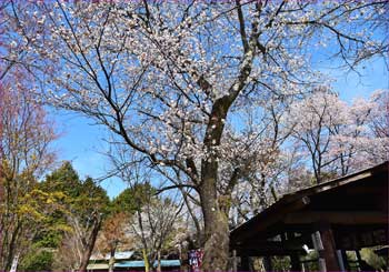 山桜