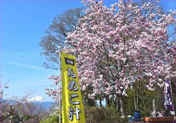 城山花盛り