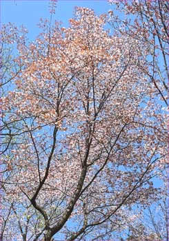 山桜