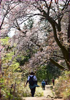 花道