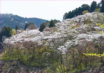 桜山