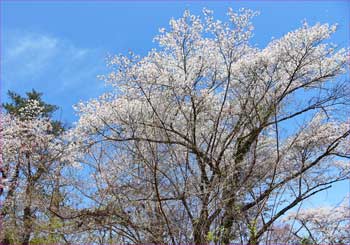 山桜