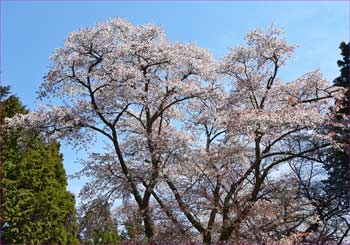 山桜