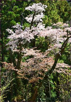 山桜