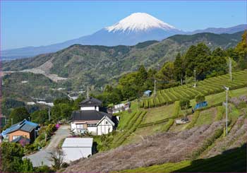 湯触富士