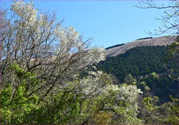 大野山