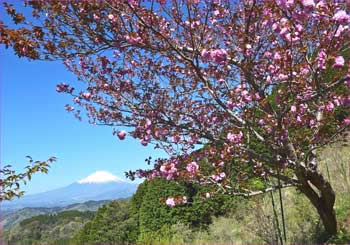 八重桜富士