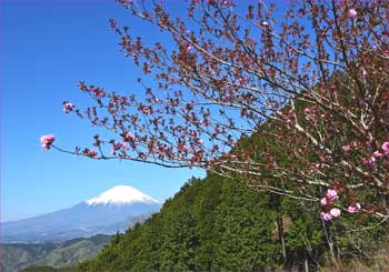 八重桜富士