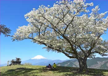 大野山山頂