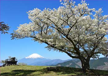 さくらに富士