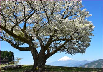 桜富士