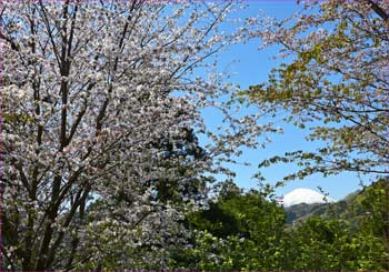 桜と富士