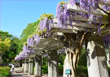 藤の花