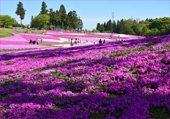 芝桜の丘