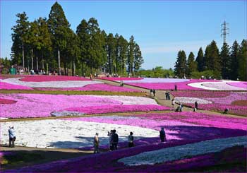 芝桜の丘