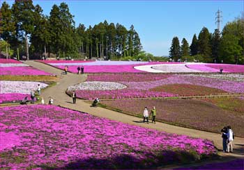 芝桜の丘