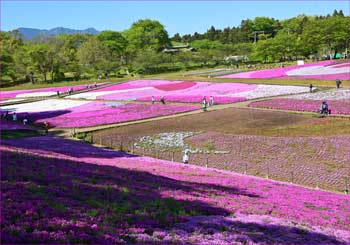 芝桜