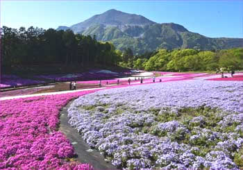 芝桜の丘