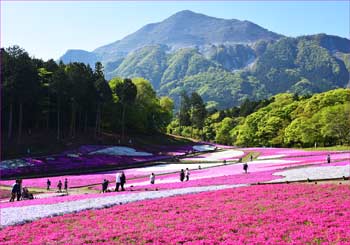 芝桜の丘