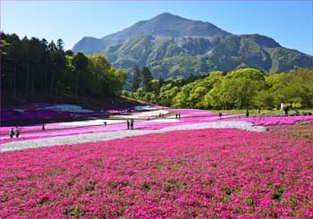 芝桜の丘