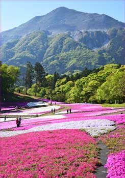 芝桜