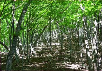 高畑山への尾根