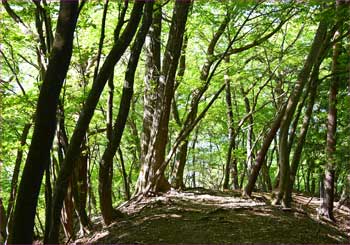 広葉樹林帯