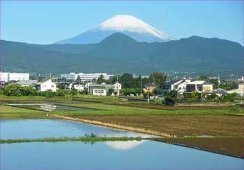 大井富士