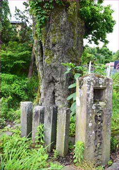 老木に灯籠など