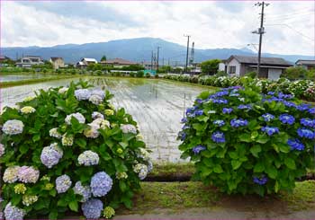 開成のアジサイ