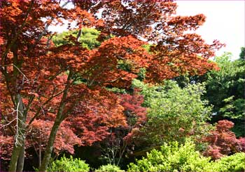 源氏山紅葉