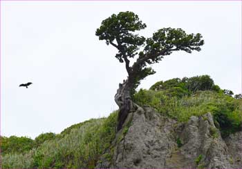 崖の一本松