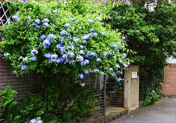 ある家の花