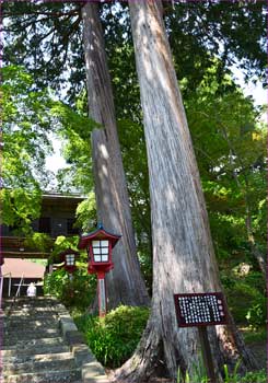 神木杉