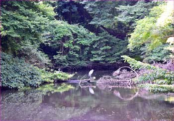 野鳥観察池