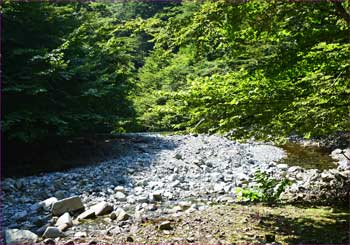 用木沢