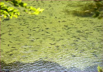 川魚