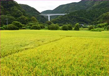 谷峨の田んぼ