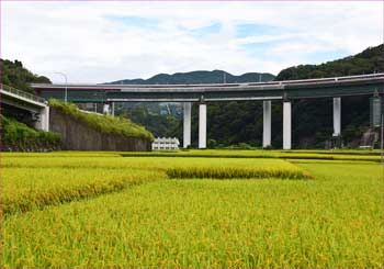 谷峨の田んぼ