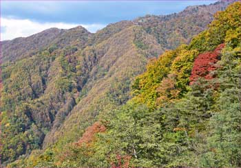 紅葉の斜面