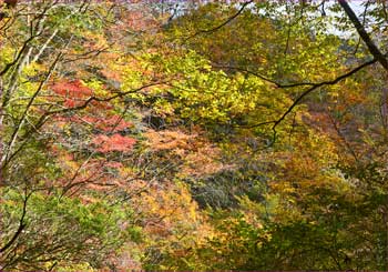 寄沢の紅葉