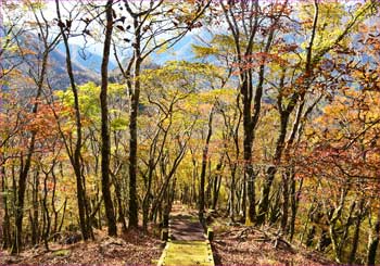 紅葉の道を